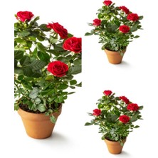 Serada Decor & Plant Yediveren Kırmızı Gül, 30-50 Cm, 3 Adet Saksılı Aşılı Gül