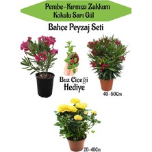 Bahçe Seti 2 Adet Limoni Servi Fidanı+ 1 Adet Sarı Gül Fidanı+Hediye Buz Çiçeği, BTSNN23032440