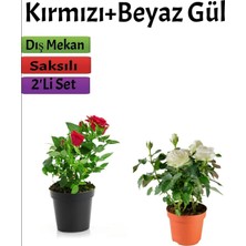 Serada Decor & Plant 2'li Bahçe Seti Kırmızı Beyaz Gül Fidanı Saksılı Dış Mekan Bitkileri