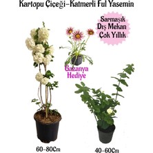 Serada Decor & Plant Kartopu Çiçeği, Katmerli Ful Yasemin, Pembe Gazanya Hediyeli Saksılı Bahçe Seti, Çok Renkli