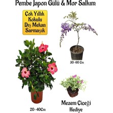 Pembe Japon Gülü Çiçeği+Mor Salkım Ağacı Fidanı Mezem Çiçeği Hediyeli Bahçe Peyzaj Seti