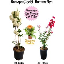Kartopu Çiçeği 1 Adet +Kırmızı Oya Ağacı 1ADET+SARI Gazanya Hediyeli Saksılı Bahçe Seti, BTSNA01KAR80