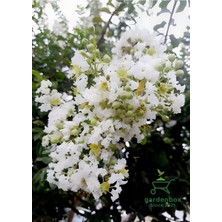 Nura Botanik Beyaz Oya Ağacı Çiçeği Fidanı Saksılı, 30-60 Cm, Bahçe Peyzaj Bitkisi
