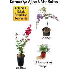 Bitkim Sende Kırmızı Oya Ağacı Fidanı, Mor Salkım Ağacı Fidanı, Tül Kuşkonmaz Bahçe Peyzaj Seti