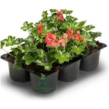 Bomii Pembe Renk Sakız Sardunya Fidesi 3 Adet Saksılı 10-25 cm Pelargonium Peltatum
