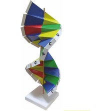 Bomii Dna Modeli 1 Paket Kartondan Dna Yapım Seti Dna Sarmalı Deney Yapım Seti Okul Materyali Fen Bilimleri