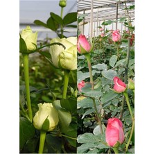 Nura Botanik Aşılı Gül, Pembe ve Kırmızı Renkli, 30-60 Cm, 2 Adet