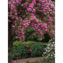 Gardenbox Pembe Sarmaşık Gül Fidanı, Mis Kokulu, Saksılı, 70-110 Cm, Pink Climbing Rose