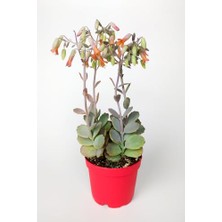 Ceylan Adam Bryophyllum Fedtschenkoi Kalanchoe Sukulent 8.5 cm Saksıda