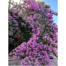 Ceylan Adam Leylak Fidanı (50 70 Cm)1 Adet Saksılı/tüplü Çiçekli Dış Mekan Bitkisi Syringa
