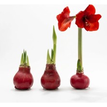 Greenvila Amaryllis Mum Kaplama Tasarım - Sulama Gerektirmeyen Canlı Çiçek - Özel Koleksiyon Dekoratif Nergis Soğanı