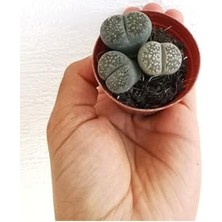 Kadıoğlu Ticaret Btsts6 Lithops Taş Kaktüs