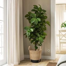 Ikea Tärnmås Rattan Saksı , Bej-Siyah, 24 Cm, Iç Mekan