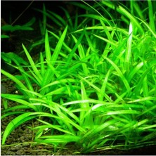 Trendexa Saksı, Echinodorus Bolivianus Canlı Bitki