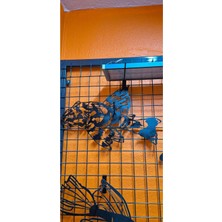 Kles Pleco (Işıklı) (50CM)