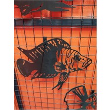 Kles Calvus (Işıklı) (50CM)