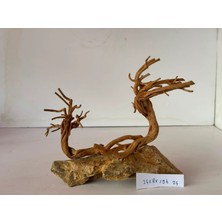 Hobihanem Yati Kökü (Dragon Kayasına Yapışık) (No:24) [24X8X19H]