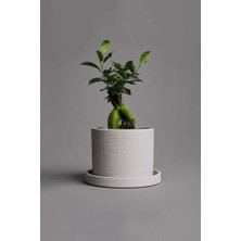 Trendexa Dekoratif Beton Saksı V-123-AÇIK Gri