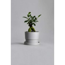 Trendexa Dekoratif Beton Saksı V-124-AÇIK Gri