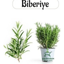 Trendexa Aromatik Bitki Biberiye Fidesi, 1 Adet Saksılı, 20-30 Cm, Salvia Rosmarinus