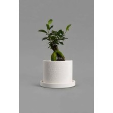 Defne Store Dekoratif Beton Saksı V-123-AÇIK Krem