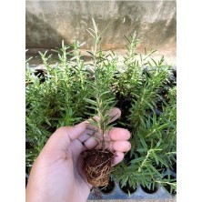 Defne Store Biberiye Fidanı, Mini Aromatik Bitki Fidesi, 5-15 Cm, 5.5 Saksıda, Çok Renkli