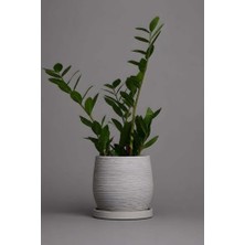 Defne Store Dekoratif Beton Saksı V-122-AÇIK Gri