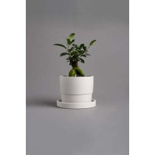 Defne Store Dekoratif Beton Saksı V-124-AÇIK Krem