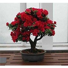 Happy Trend Look Bodur Kırmızı Gül Bonzai Ağacı Tohumu 5 Adet Tohum Bonsai Ağacı Tohumu TH-9834674512321