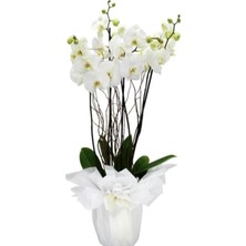 Happy Trend Look Beyaz Orkide Tohumları +10 Tohum TH-TMCKYDC2533S