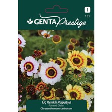 Happy Trend Renkli Papatya Çiçek Tohumu