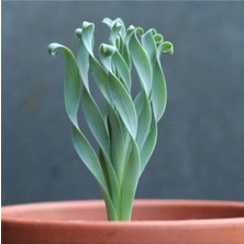 Happy Trend Look Albuca Concordiana Sukulent Tohumu TH-DSHNGLOOKTHM176