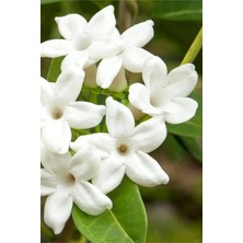 Happy Trend Kokulu Iç Mekan (Yasemin) Çiçeği 1 Adet Minik 20-25CM