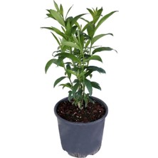 Happy Trend Parfüm Çiçeği - Canlı Çiçek - Cestrum Nocturnum