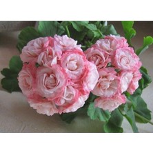 Happy Trend Çift Renkli Gül Sardunya Çiçeği Tohumu TH-4825936075182639