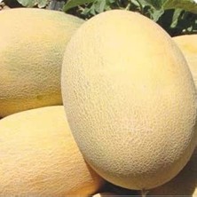 Hibrit A-Z-90 F1 Ananas Tipi - 20 Adet Tohumluk