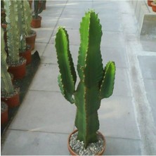 Happy Trend Look 10 Adet Euphorbia Ingens (Candelabra Tree) Sukulent Tohumu TH-THMCMTHM238