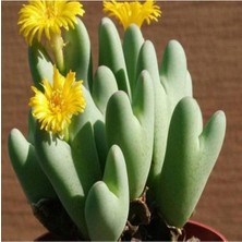 Happy Trend Look Conophytum Bilobum Sukulent Tohumu TH-9154684654726