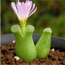 Look Conophytum Devium Sukulent Tohumu TH-9154684654730