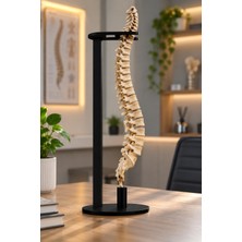 Liya Gift Collection Anatomik Omurga Modeli 47 cm Standlı Dekoratif Insan Iskeleti Figürü