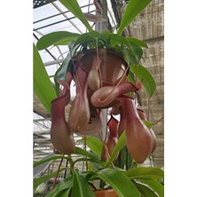 Şanal Nepenthes Fly Trap Tohumu, 5 Adet Etobur Bitki Tohumu