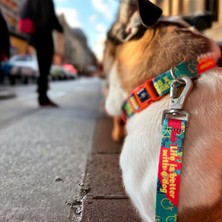 Str Store Desıgn, Recycled, Köpek Gezdirme Kayışı Yeşil,geri Dönüştürülmüş, Kadifemsi Dokulu, Çift Kilitli Karabina Kanca, 360° Dönüşlü