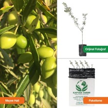 Storeşahin 1 Yaş Koroneiki Girit Zeytin Fidanı 10 Adet (30 Cm) SHN0720