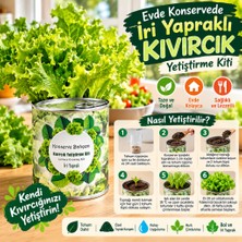 Eseno Select Konserve Bahçem Evde Konservede Iri Yapraklı Kıvırcık Yetiştirme Kiti