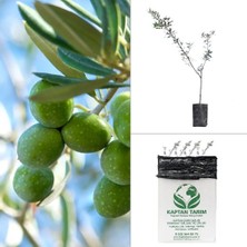 Twin Store 2 Yaş Aşılı Gemlik Zeytin Fidanı 5 Adet Bzstwın