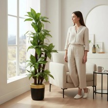 Erhan Flowers Yapay Dracaena 180 cm - 3 Gövdeli Zebra Desenli Yapay Ağaç Siyah Gold Saksı