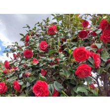 Bahçevilya Camellia Japonica Beyaz Kamelya Fidanı 20-30 cm Boylarda