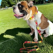 Str Store Köpek Boyun Tasması – Geri Dönüştürülmüş, Ayarlanabilir, Emniyet Tokalı – Küçük ve Büyük Irklar Için – Tüy Toplamaz, Yıkanabilir, Airtag & Isimlik Uyumlu, Sarı Small