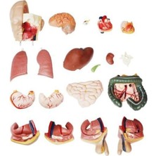Cinsiyetli Insan Anatomi Maketi - Insan Organ Maketi - 55CM, 20 Parçalı