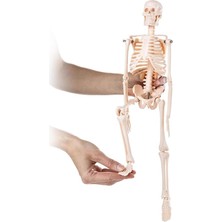 Iskelet Modeli 45 cm (Insan Iskelet Maketi)